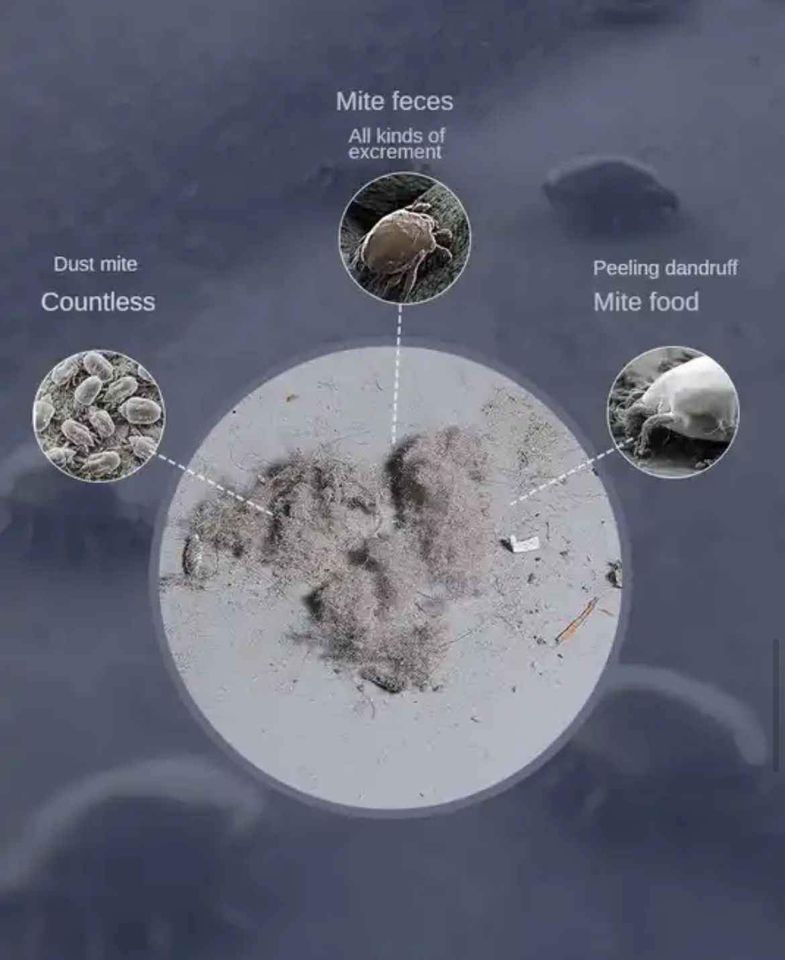 REMOVEDOR DE ACAROS – LIMPIEZA EXTREMA